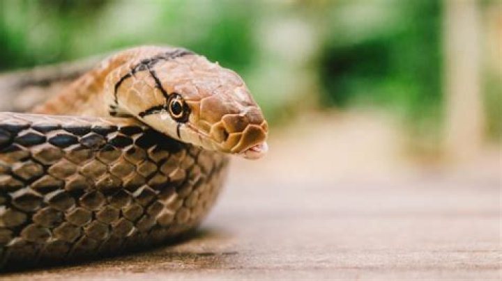 6 Reasons Snakes Come in Your House, Experts Say