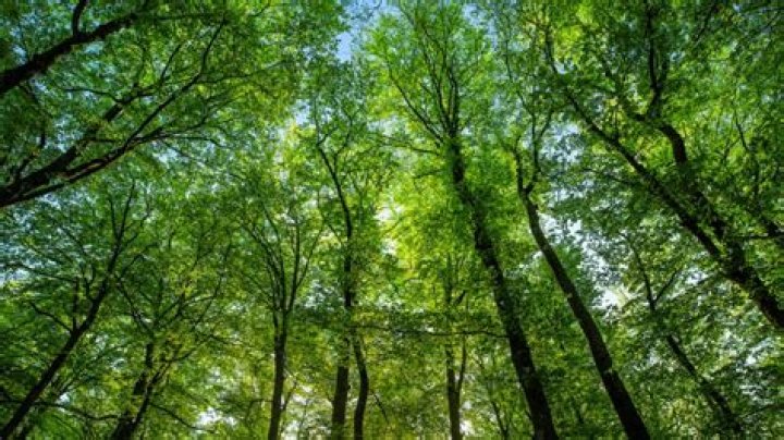 Tree-Killing Pest Is Spreading Rapidly and Now "Too Widespread to Quarantine"