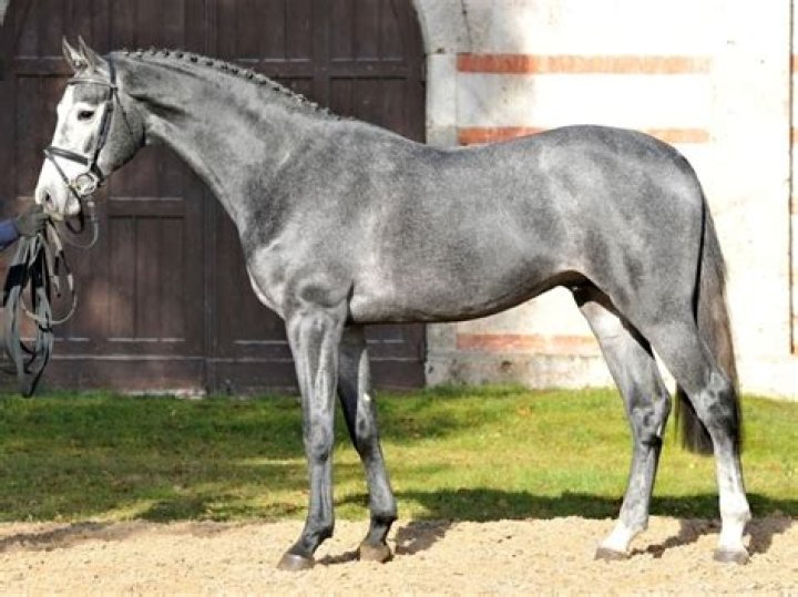 What is the Holsteiner horse known for?